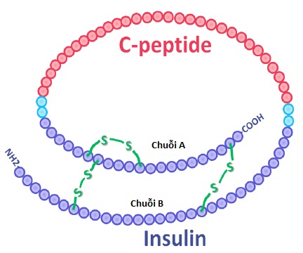 Peptide C
