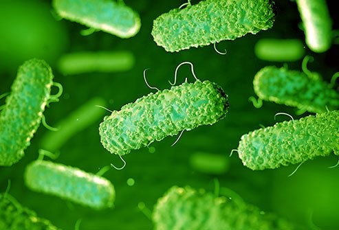 E. coli (Escherichia coli)