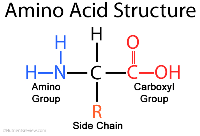 Amino acid
