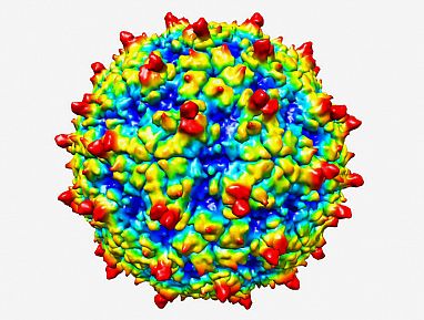 Nhiễm Rhinovirus