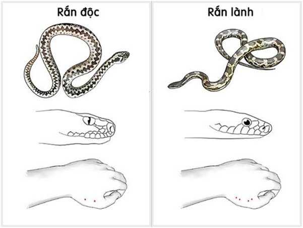 Cách phân biệt rắn độc và rắn lành