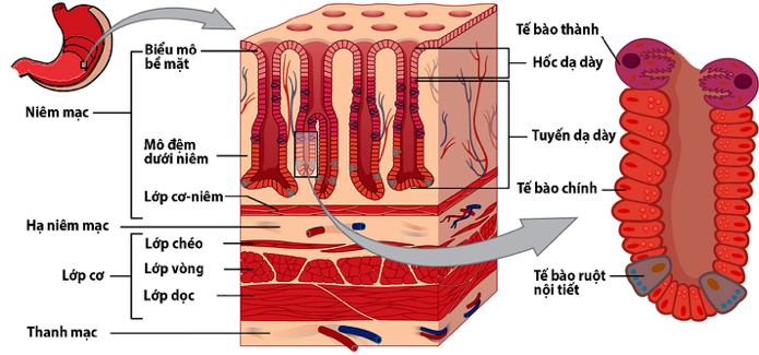 Hình ảnh mô học của thành dạ dày