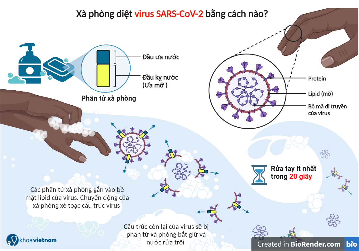 Xà phòng diệt virus SARS-CoV-2 như thế nào?